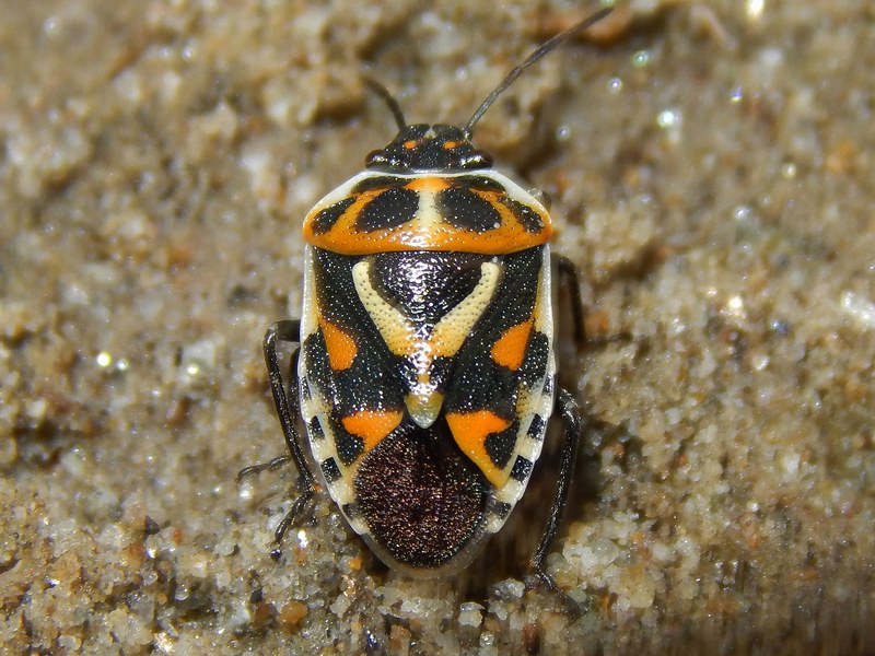 Pentatomidae: Eurydema ornata della Lombardia